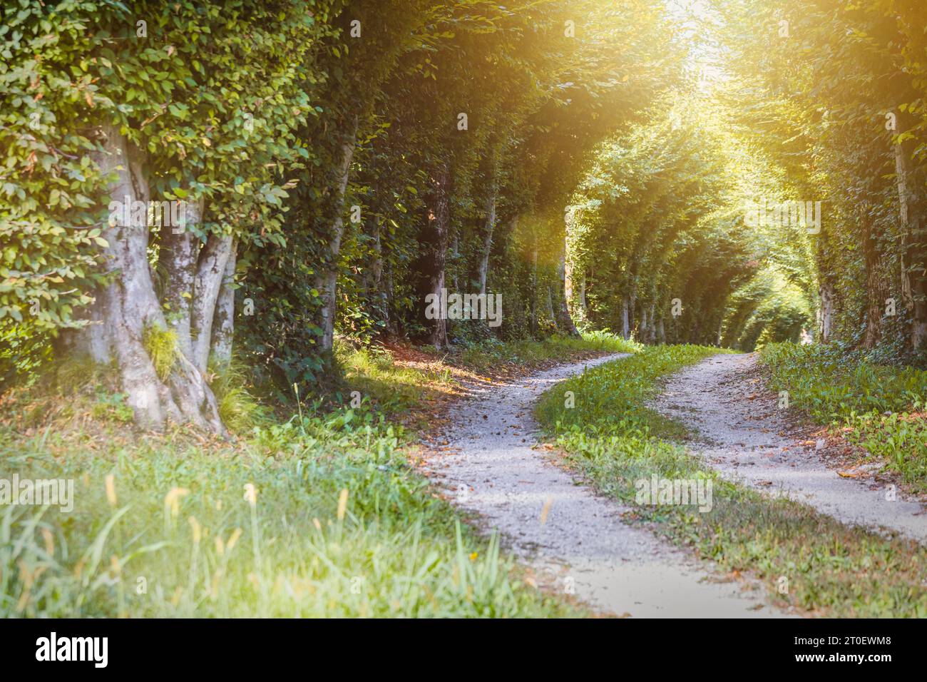 Italia, Veneto, comune di Sospirolo, Belluno, viale alberato e filtraggio della luce dall'alto Foto Stock