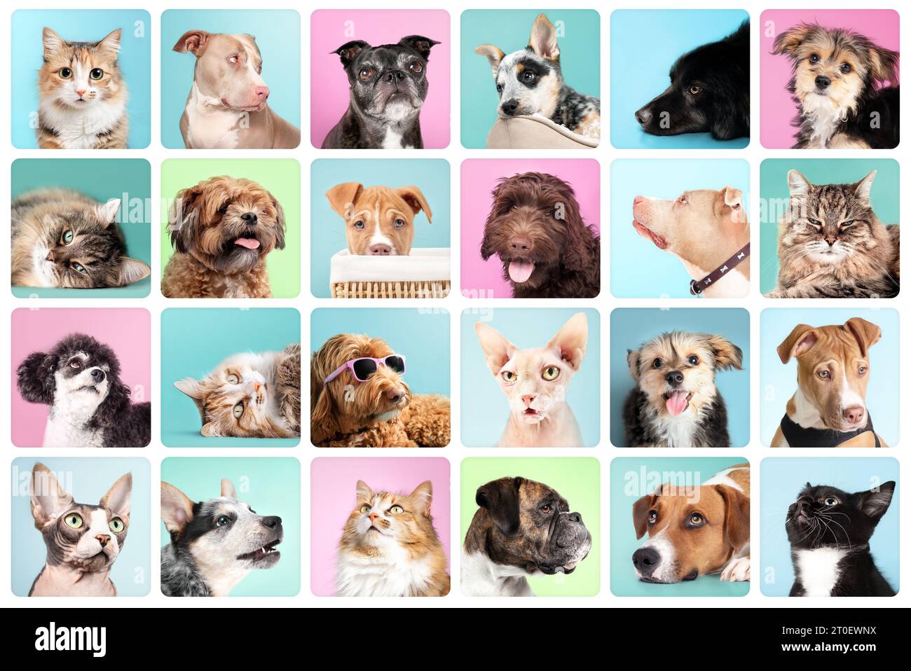 Collezione di ritratti di gatto e cane con sfondi a colori. Simpatico set di foto per la testa del tuo animale domestico. Labradoodle, Boxer, Poodle, Morkie, Shichon, Pitbull, Harrier e. Foto Stock