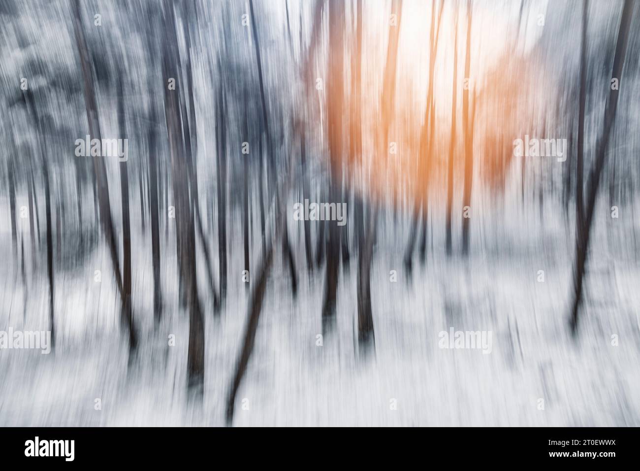 Italia, Veneto, provincia di Belluno, Dolomiti, immagine astratta di una foresta decidua in inverno con neve e una sorgente luminosa sullo sfondo Foto Stock