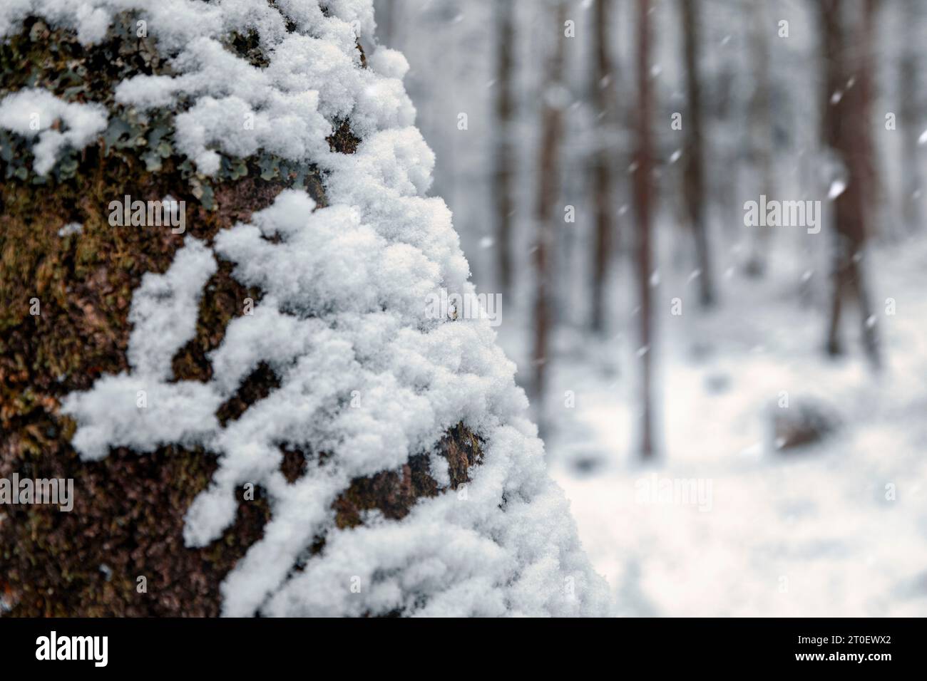 Italia, Veneto, provincia di Belluno, Dolomiti, alberi sotto la neve, foresta invernale di alberi decidui Foto Stock