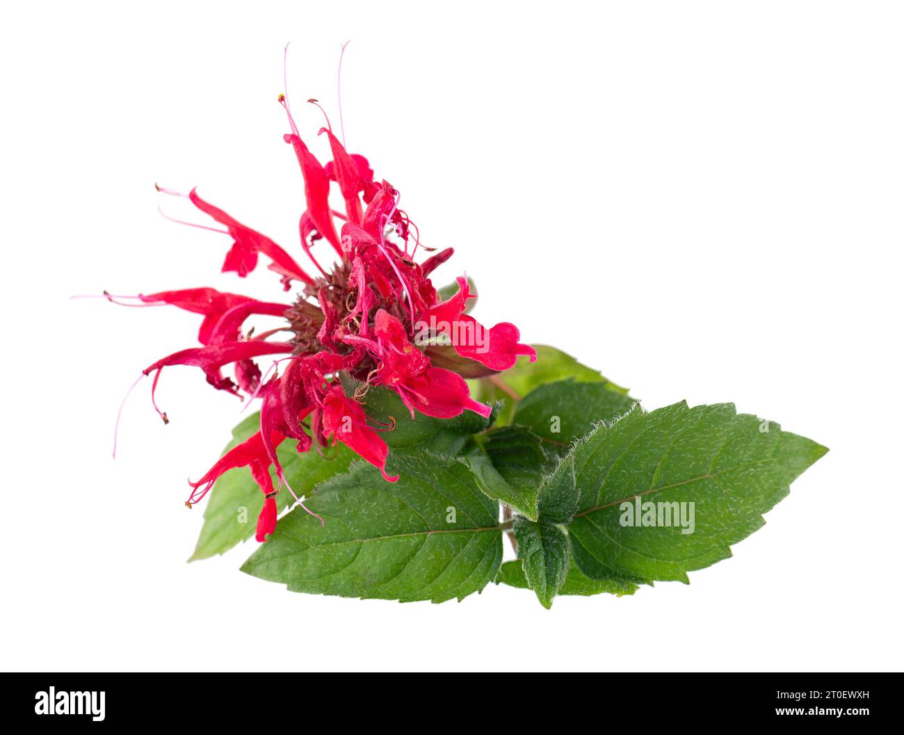 Fiore di bergamotto con foglie verdi isolate su sfondo bianco. Fiore di Monarda didyma. Tè Oswego, beebalm scarlatto. Foto Stock