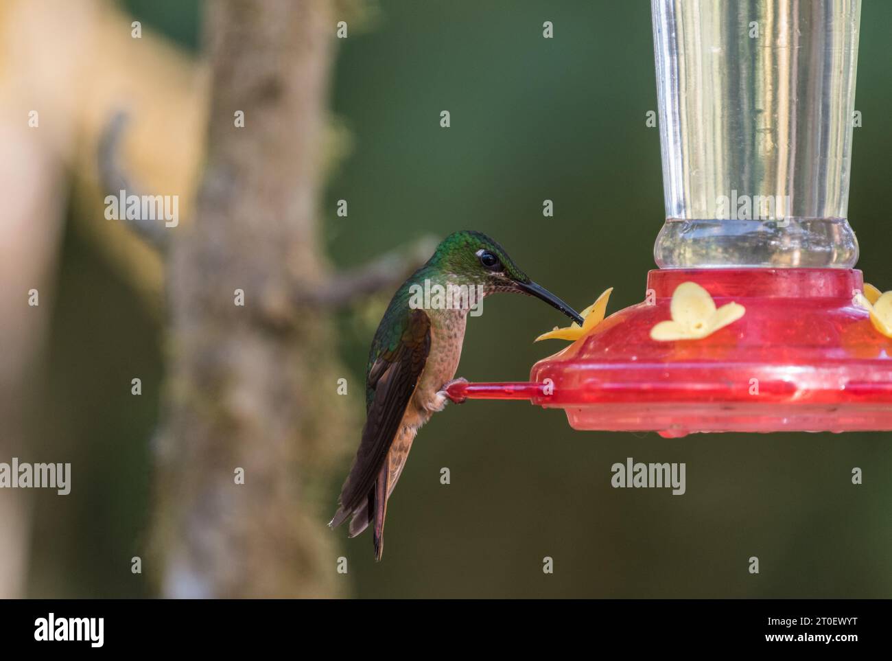 Brillante petto di bufala (Heliodoxa rubinoides) su un alimentatore di uccelli in Ecuador Foto Stock