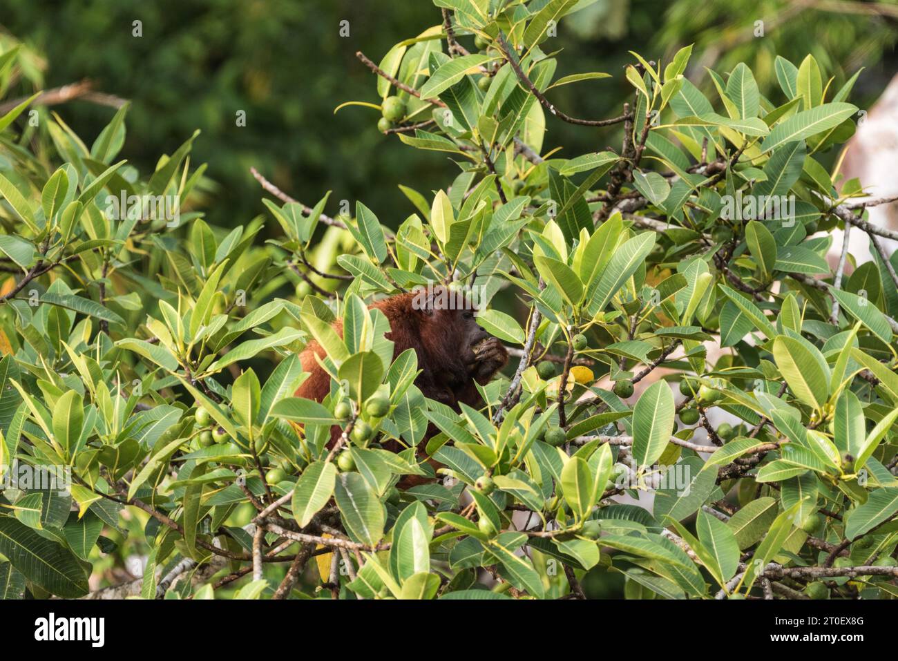 Una scimmia Howler rossa (Alouatta seniculus) con bambino che si nutre negli alberi sul fiume Napo, Ecuador Foto Stock