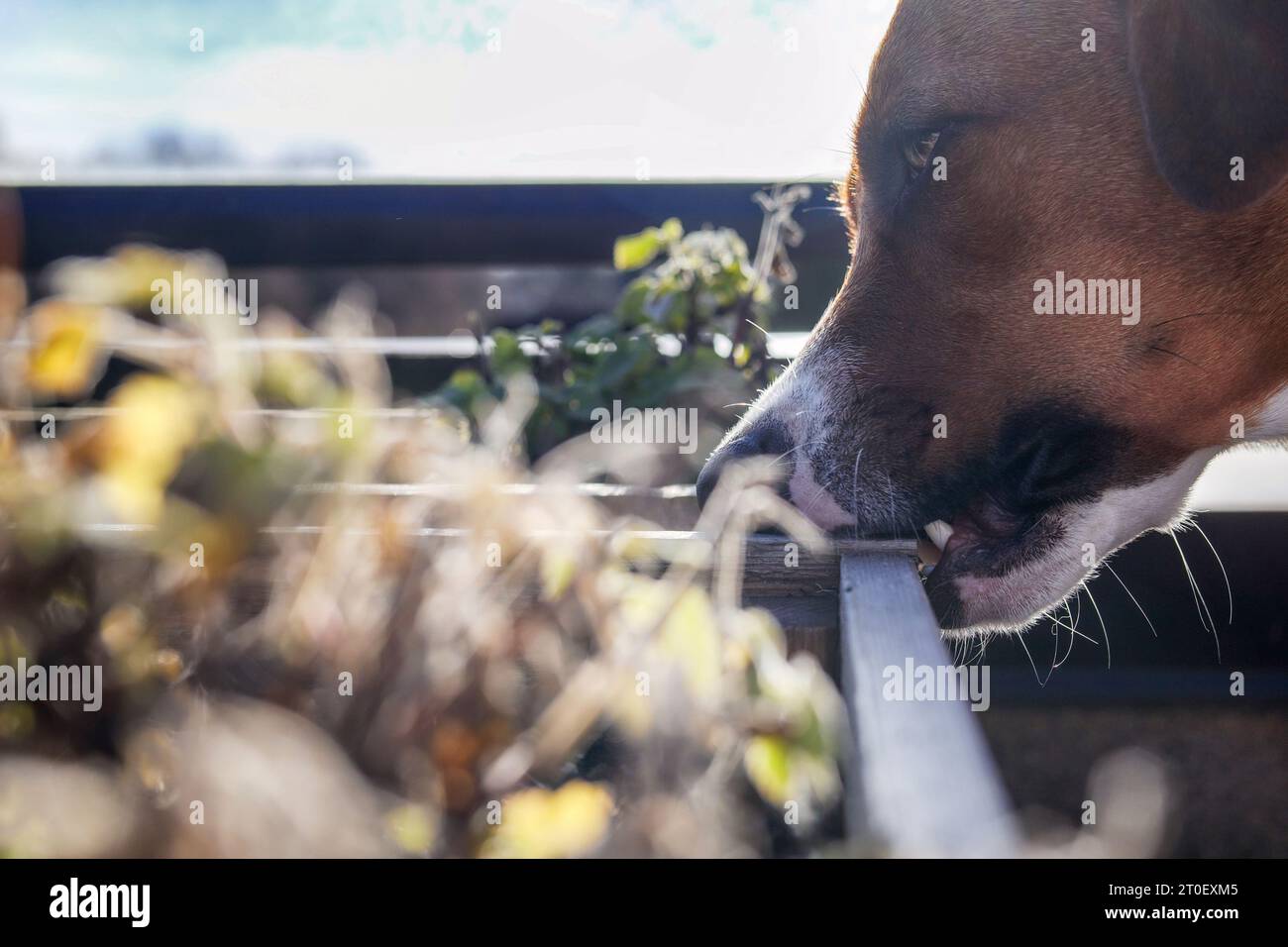 Cane che mangia legna, da vicino. Cucciolo di cane che masticava, rigonfiava o spillava sulla scatola della piantatrice di legno. Evitare o arrestare il cane da masticare il legno eccessivo o ossessivo. 1 Foto Stock