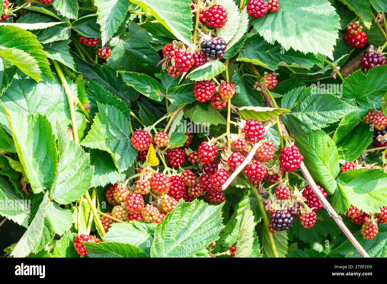 Maturazione dei lamponi in un cespuglio un giorno a luglio Foto Stock