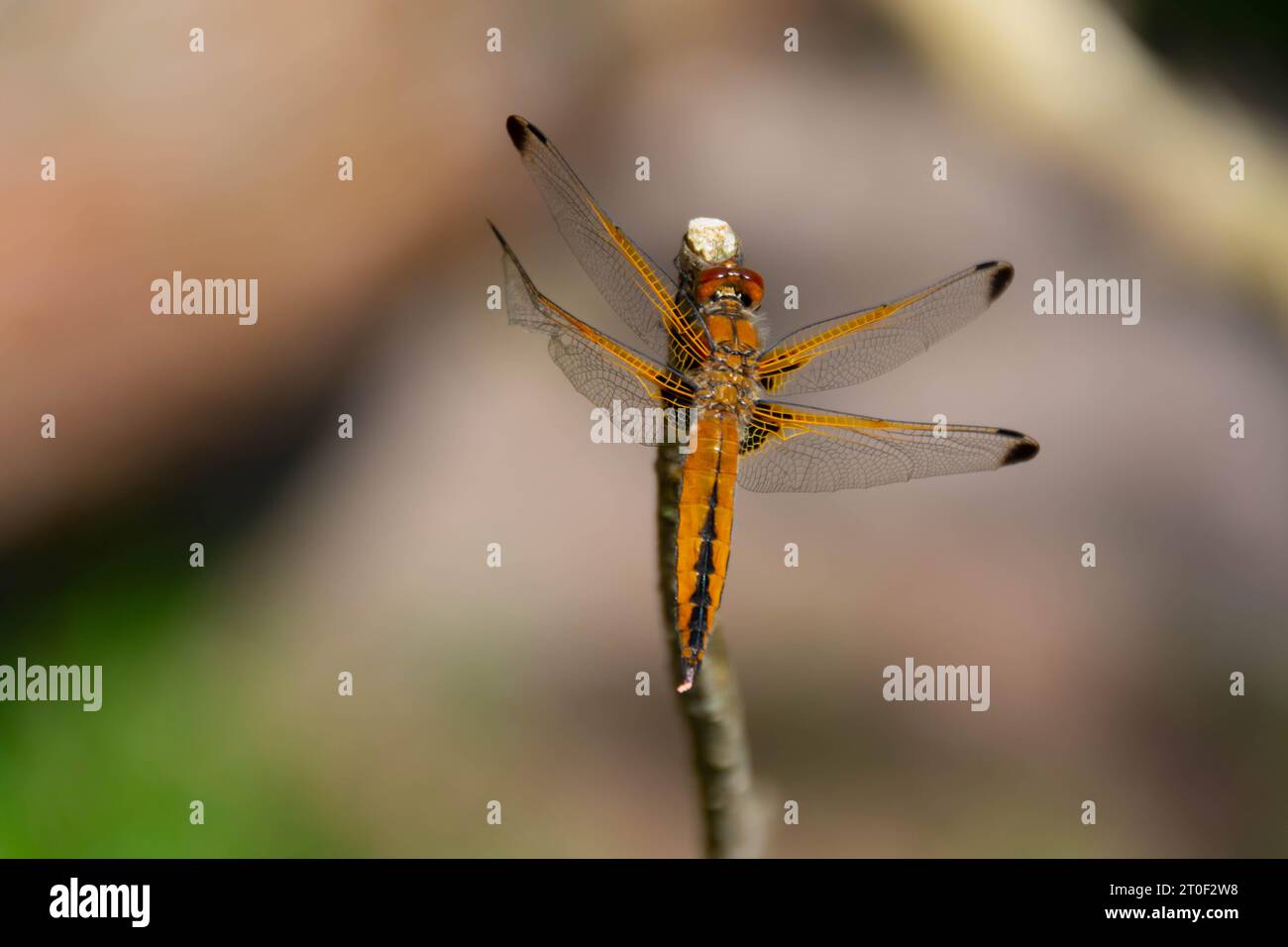 libellula arancia femminile (libellula fulva) arroccata su un ramo Foto Stock