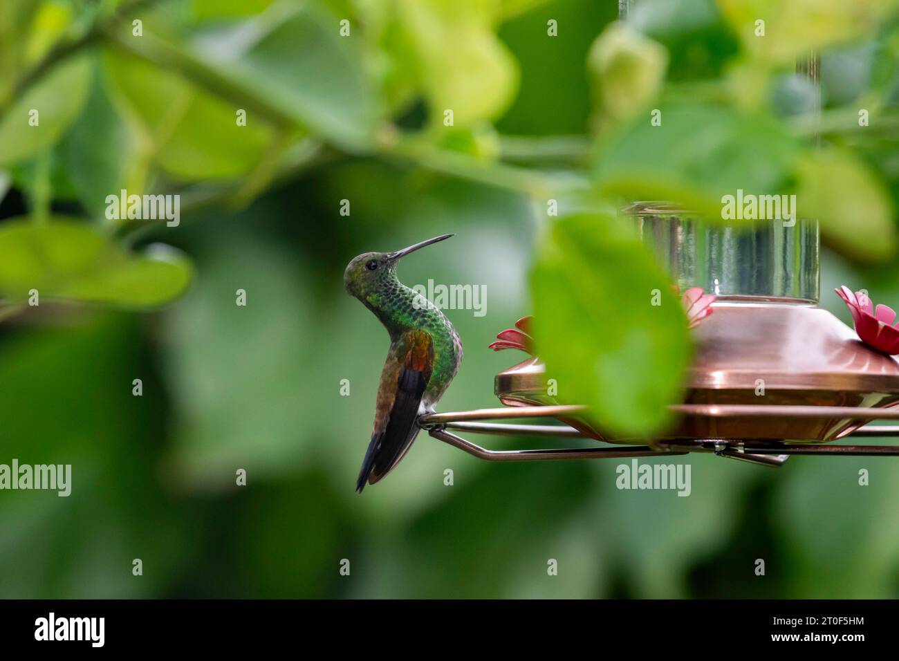 Un colibrì incorniciato di rame, Amazilia tobaci, arroccato su un alimentatore di colibrì mimetizzato da sfondo verde e foglie Foto Stock