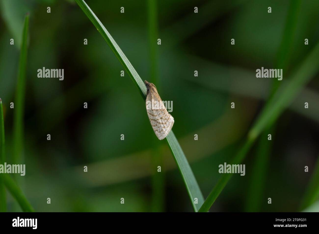 Clepsis senecionana famiglia Tortricidae genere Clepsis Rustic tortrix falena natura selvaggia fotografia di insetti, foto, carta da parati Foto Stock