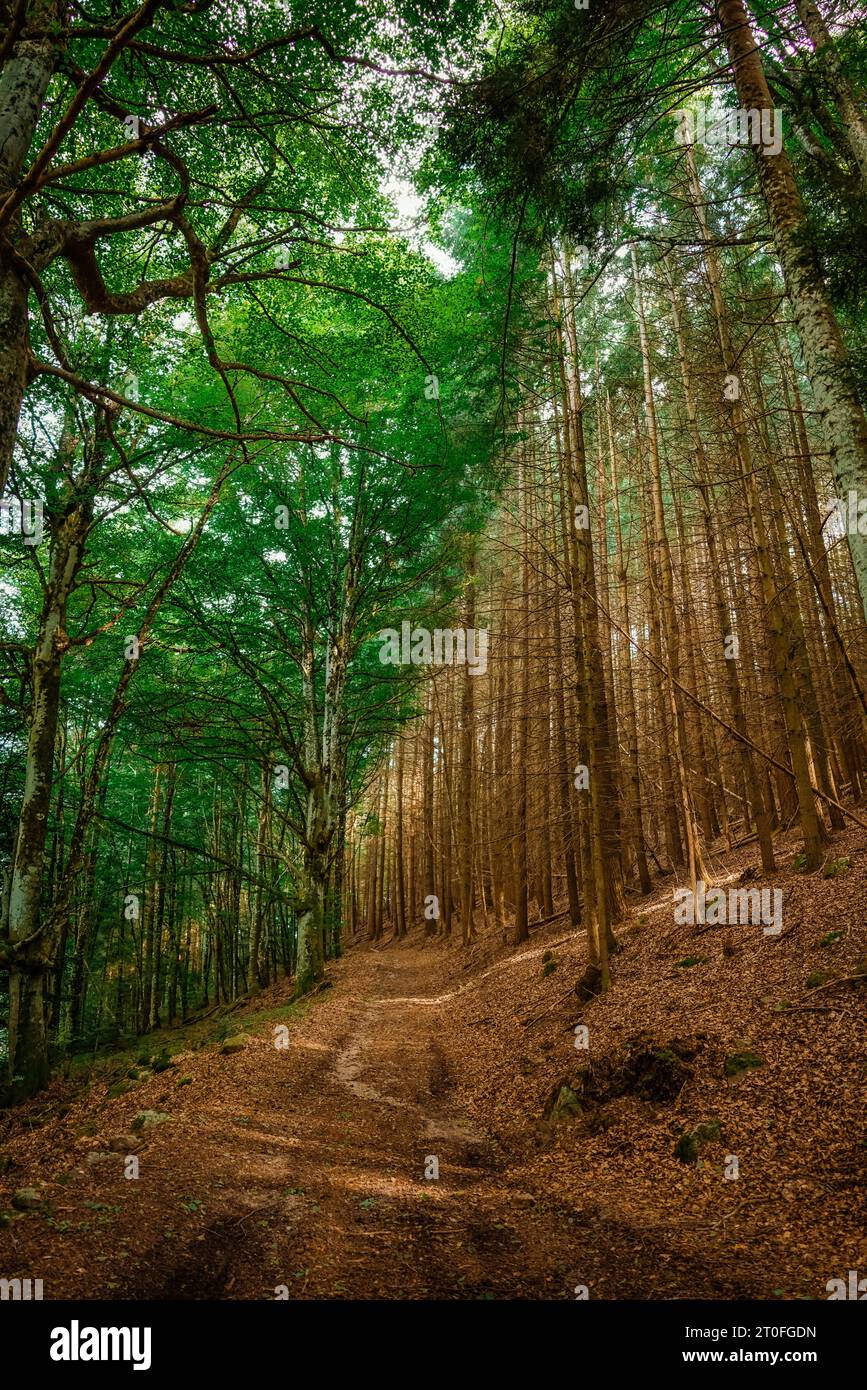 i due lati della foresta Foto Stock