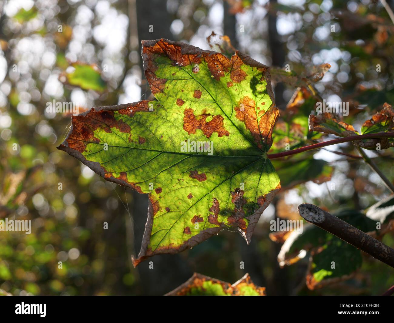 Una foglia d'acero appassita, inondata di luce solare, crea un motivo grazioso e mette in mostra la bellezza dell'autunno. Foto Stock