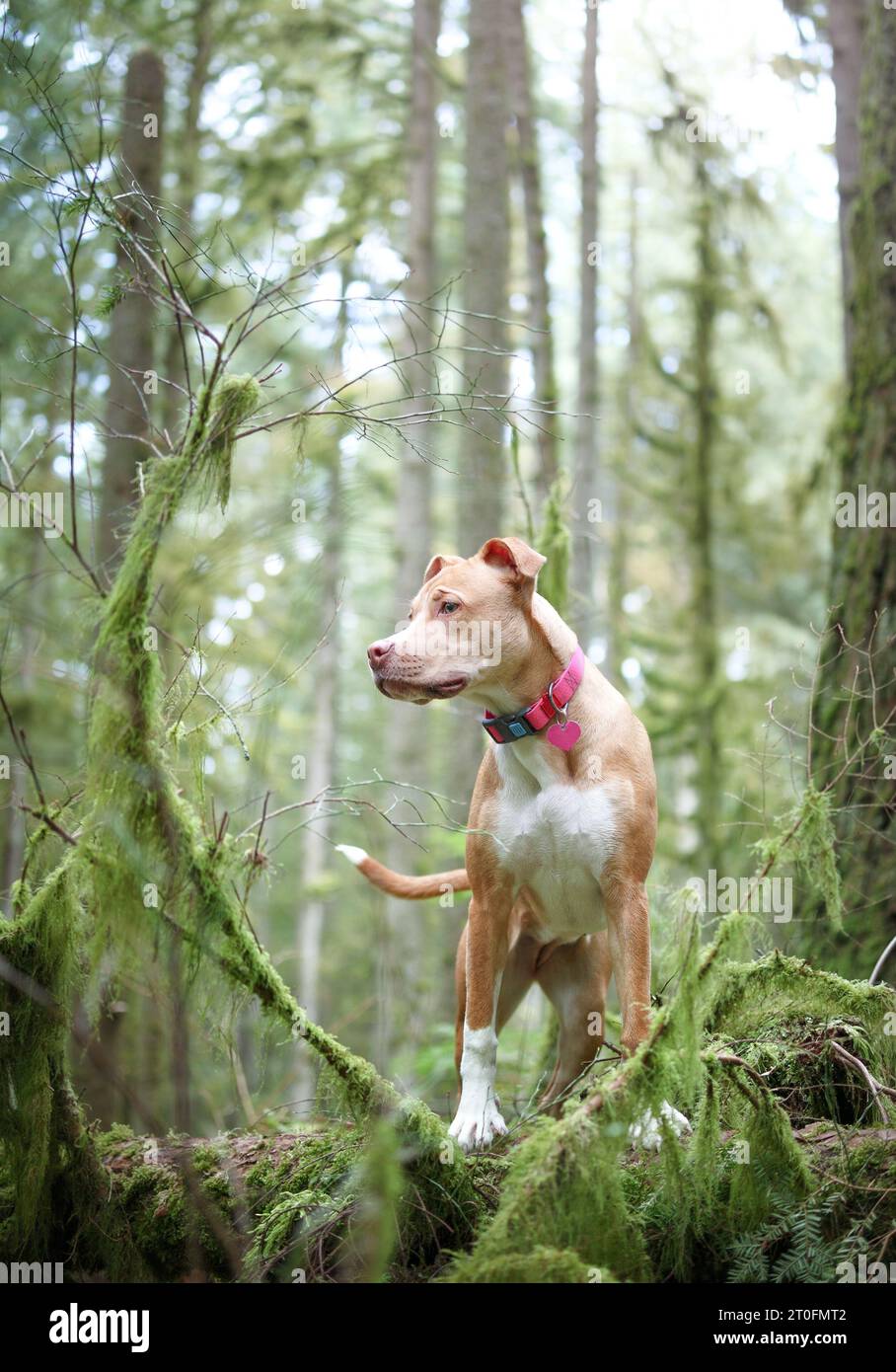 Cane in piedi di fronte a una foresta sfocata e guardando qualcosa di curioso. Vista frontale di un grande cucciolo di cane che si gode una passeggiata nella natura nel parco. 6 mesi fa Foto Stock