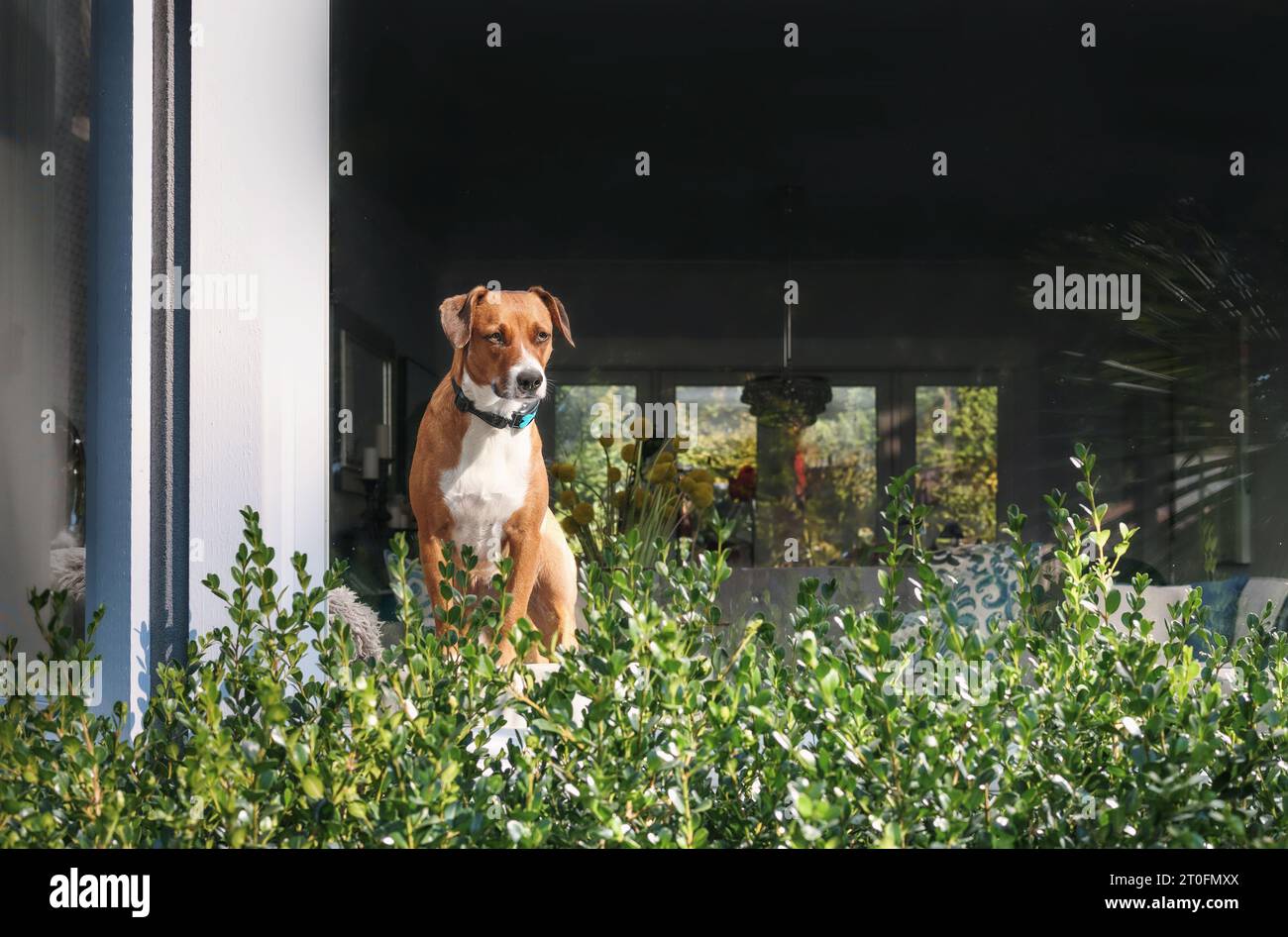 Cane con colletto di corteccia vicino alla finestra che guarda qualcosa di iperconcentrato. Cane cucciolo che indossa colletto da allenamento correttivo mentre si è in piedi e si guarda da dentro Foto Stock