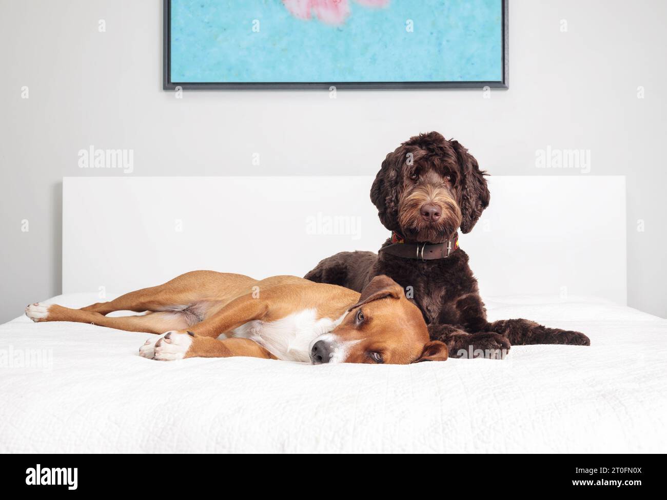 Due cani sdraiati sul letto insieme in compagnia amorevole. Amici cuccioli che riposano fianco a fianco su un letto grande. Donna al cioccolato Australian Labra Foto Stock