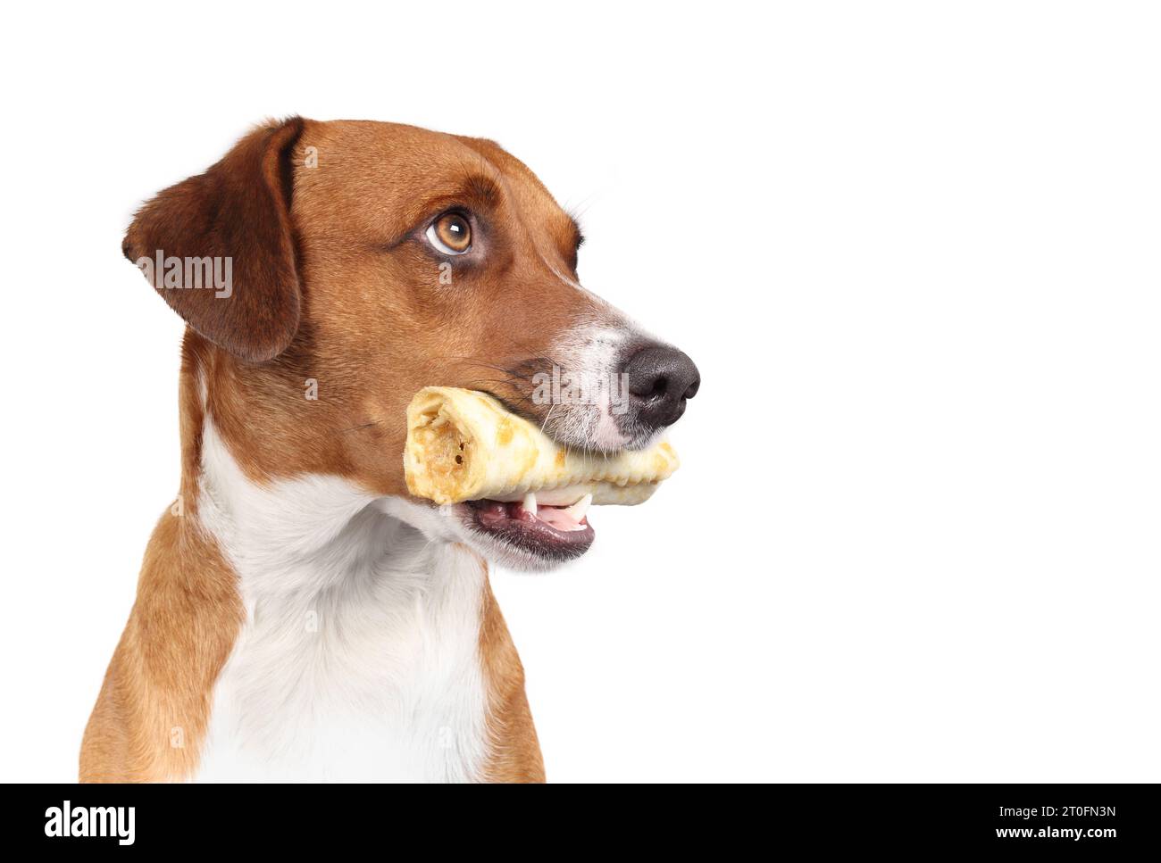 Cane felice con osso da masticare o bastone in bocca. Foto della testa di un simpatico cucciolo con ossa e denti visibili mentre si guarda in alto. Salute dentale e arricchimento mentale Foto Stock