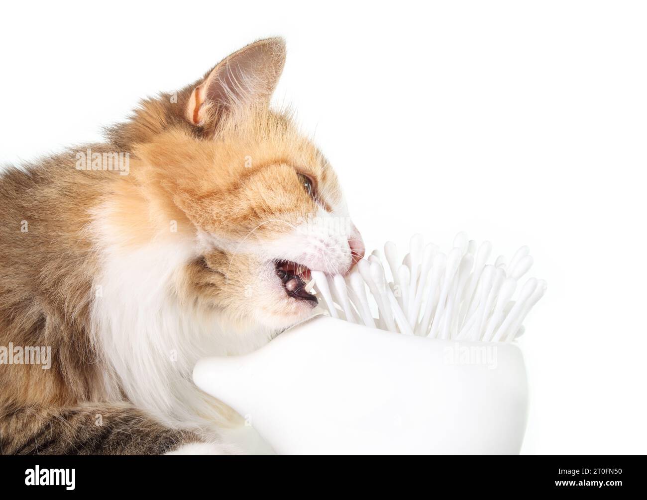 Curioso gatto che mangia bastoncini di cotone a bocca aperta. Carino e soffice masticare su un mazzo di punta q in un contenitore in ceramica. Comportamenti o abitudini pericolosi. SEL Foto Stock