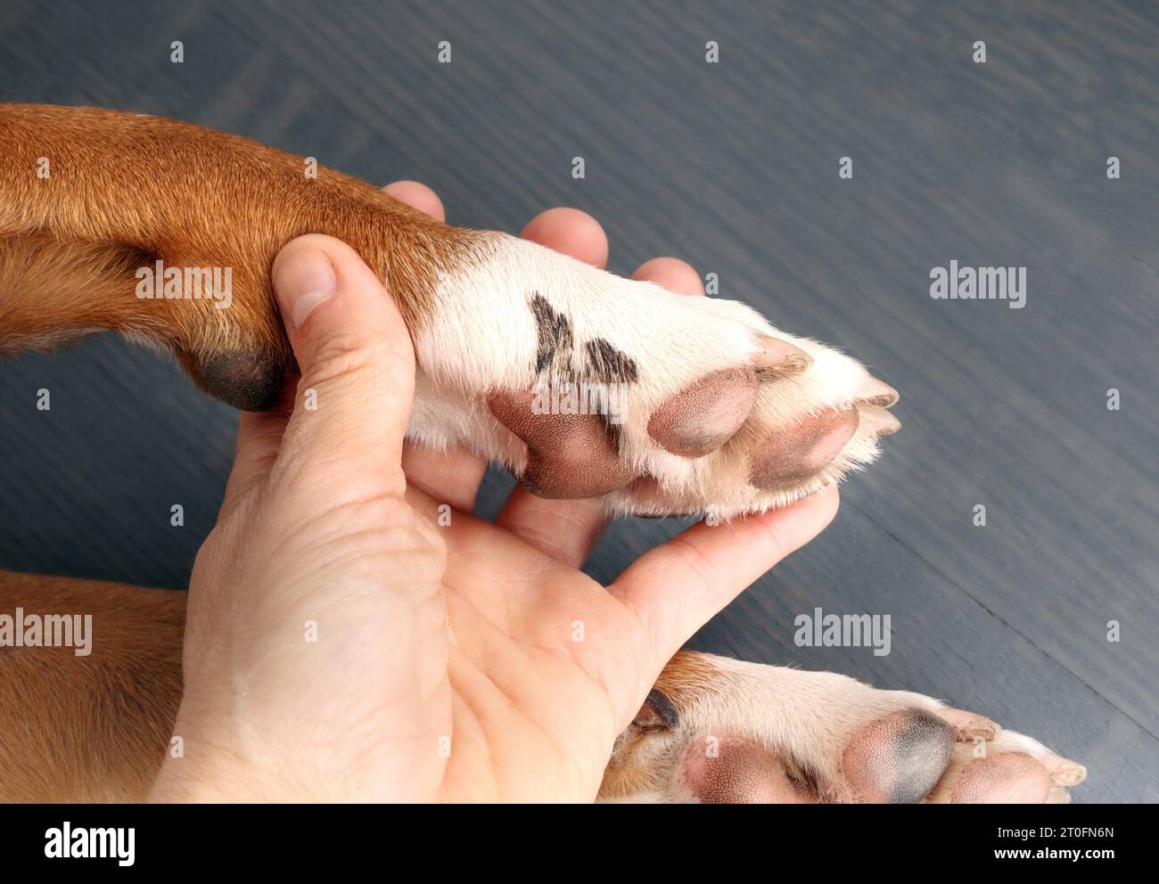 Zampa di cane con esame sap da parte del proprietario o veterinario. Mano che tiene la zampa del cane da cucciolo con sostanze nere incorporate come sap, catrame o gomma da masticare. Come r Foto Stock