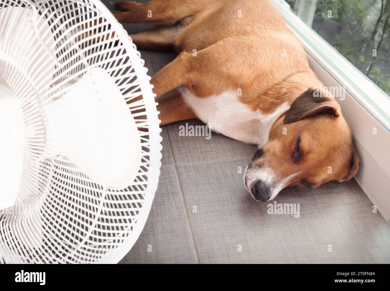 Cane sdraiato di fronte al ventilatore sul pavimento della cucina durante il caldo estivo. Un simpatico cucciolo allungato su piastrelle fredde. Tenere freschi gatti, cani e animali domestici in estate Foto Stock