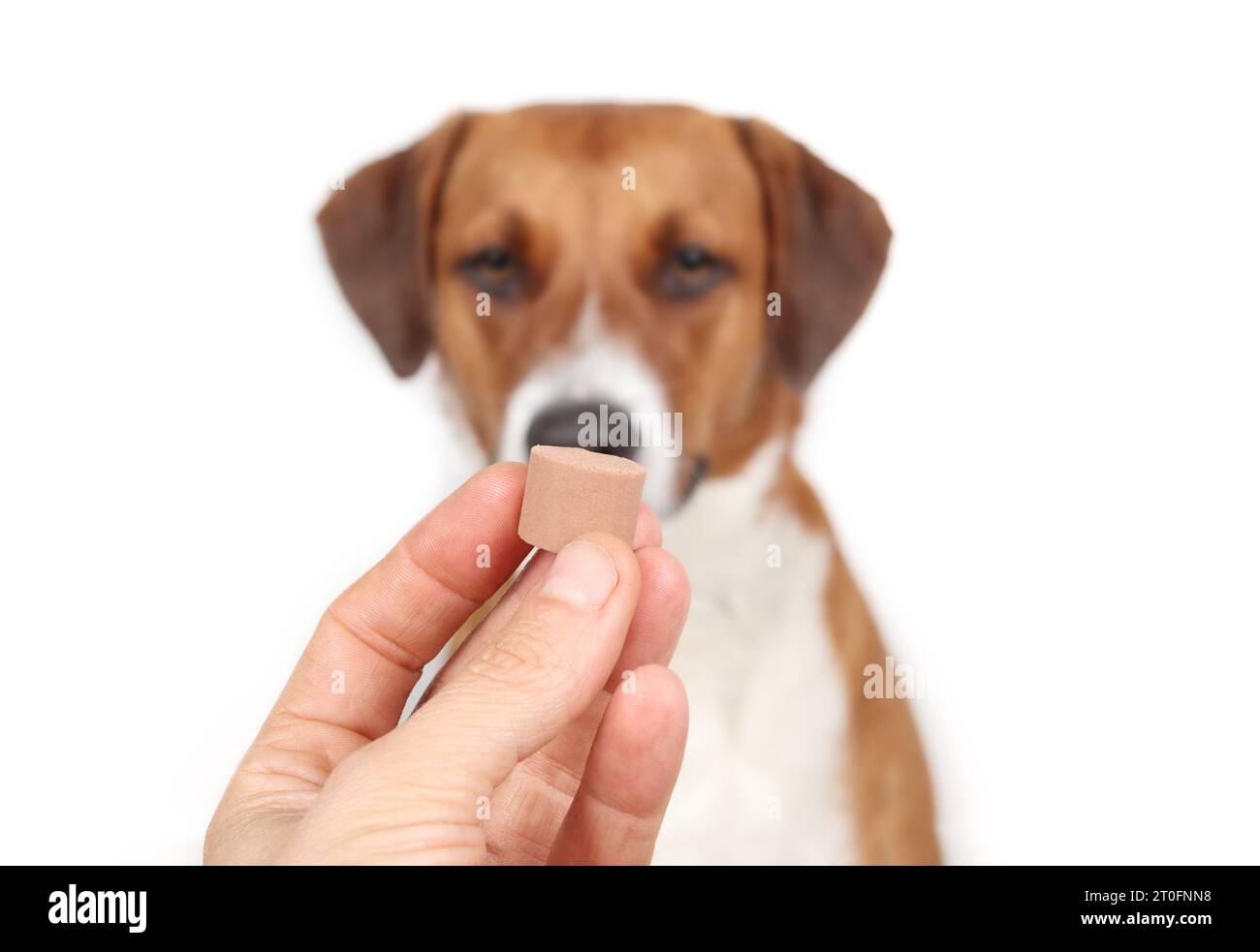 Dewormer per cani in mano davanti al cane sfocato. Prescrizione masticabile. Somministrare il trattamento per cani e cuccioli per vermi intestinali come il cuore Foto Stock