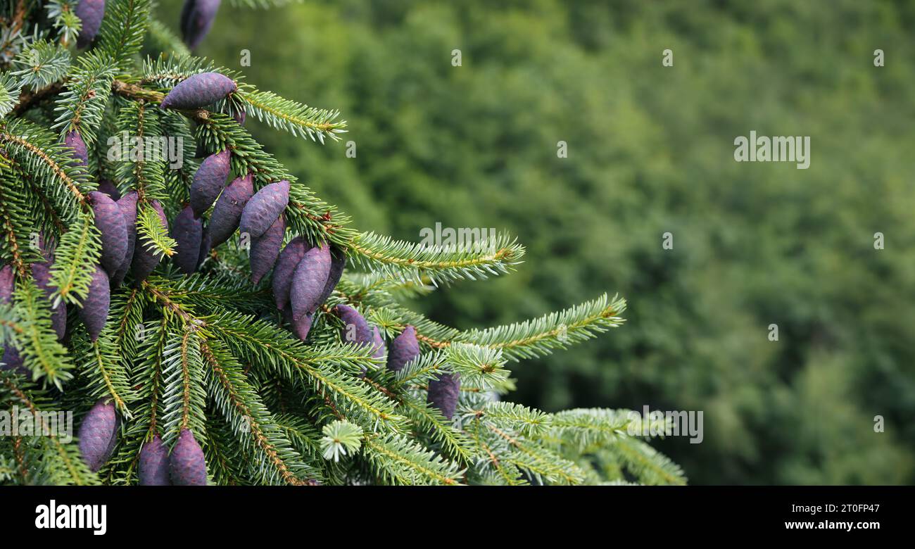 Insoliti coni di alberi viola su rami sempreverdi con fogliame sfocato. Primo piano dell'abete rosso serbo con i giovani coni di semi viola e ne blu-verde Foto Stock