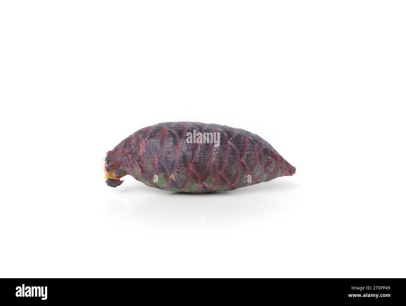 Cono di pino viola, isolato. Primo piano del cono di semi viola o del cono di polline dall'abete rosso serbo, noto anche come Picea omorika. Focu selettiva inusuale Foto Stock