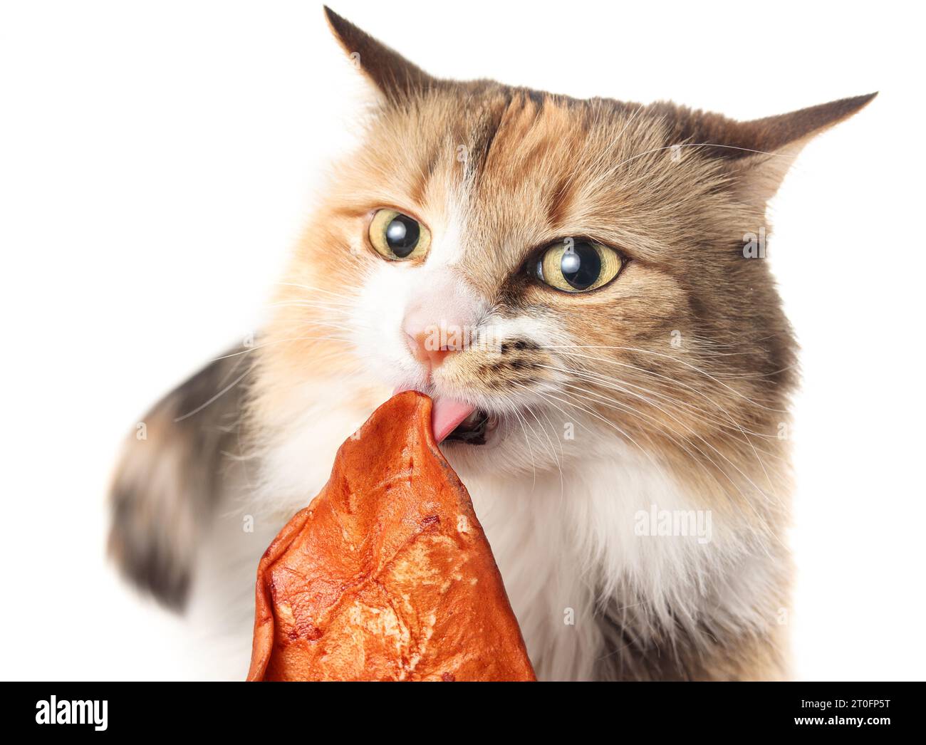 Curios orecchio di bufalo leccato di gatto. Primo piano di soffice gattino provando un orecchio di bufalo affumicato. Masticatori auricolari per gatti e cani utilizzati per masticare divertimento, ammaccatura Foto Stock Curios orecchio di bufalo leccato di gatto. Primo piano di soffice gattino provando un orecchio di bufalo affumicato. Masticatori auricolari per gatti e cani utilizzati per masticare divertimento, ammaccatura Foto Stock