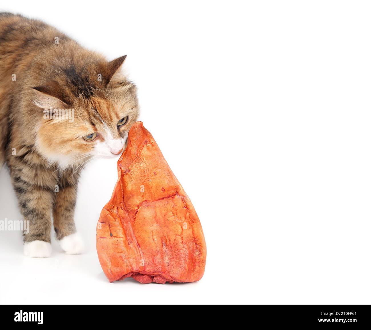 Curios orecchio di bufalo profumato di gatto. Soffice gattino dietro l'orecchio di bufalo affumicato. Masticatori per orecchie di animali per gatti e cani usati per il divertimento del masticare, odontoiatrico Foto Stock Curios orecchio di bufalo profumato di gatto. Soffice gattino dietro l'orecchio di bufalo affumicato. Masticatori per orecchie di animali per gatti e cani usati per il divertimento del masticare, odontoiatrico Foto Stock