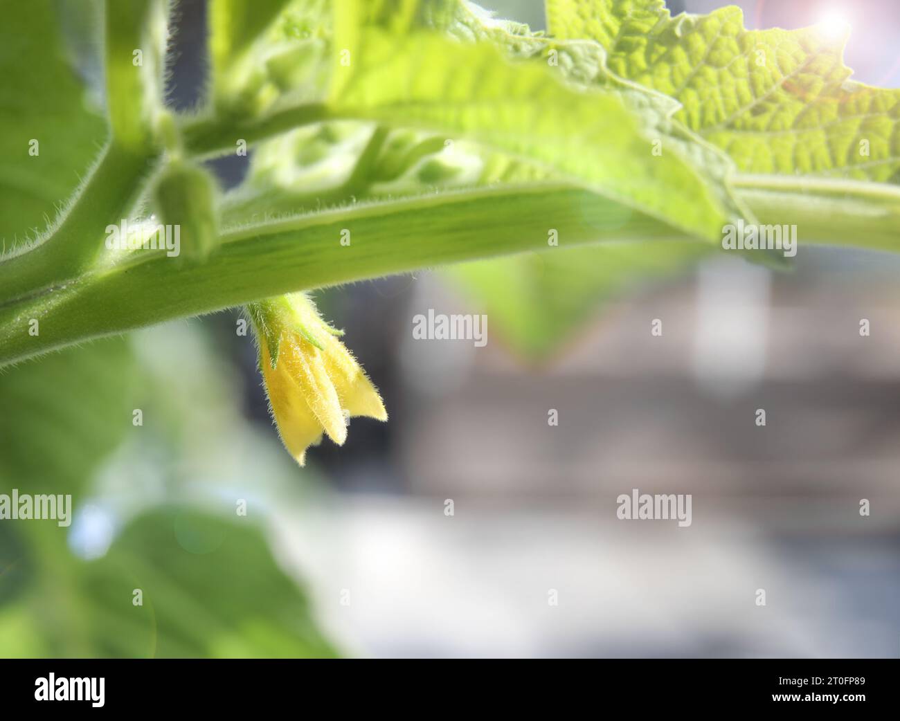 Fiore di ciliegio macinato nel giardino primaverile, da vicino. La ciliegia macinata della zia Molly produce piccoli frutti d’arancia in buccia di carta. Bacca di Poha, pichuberry, inca Foto Stock