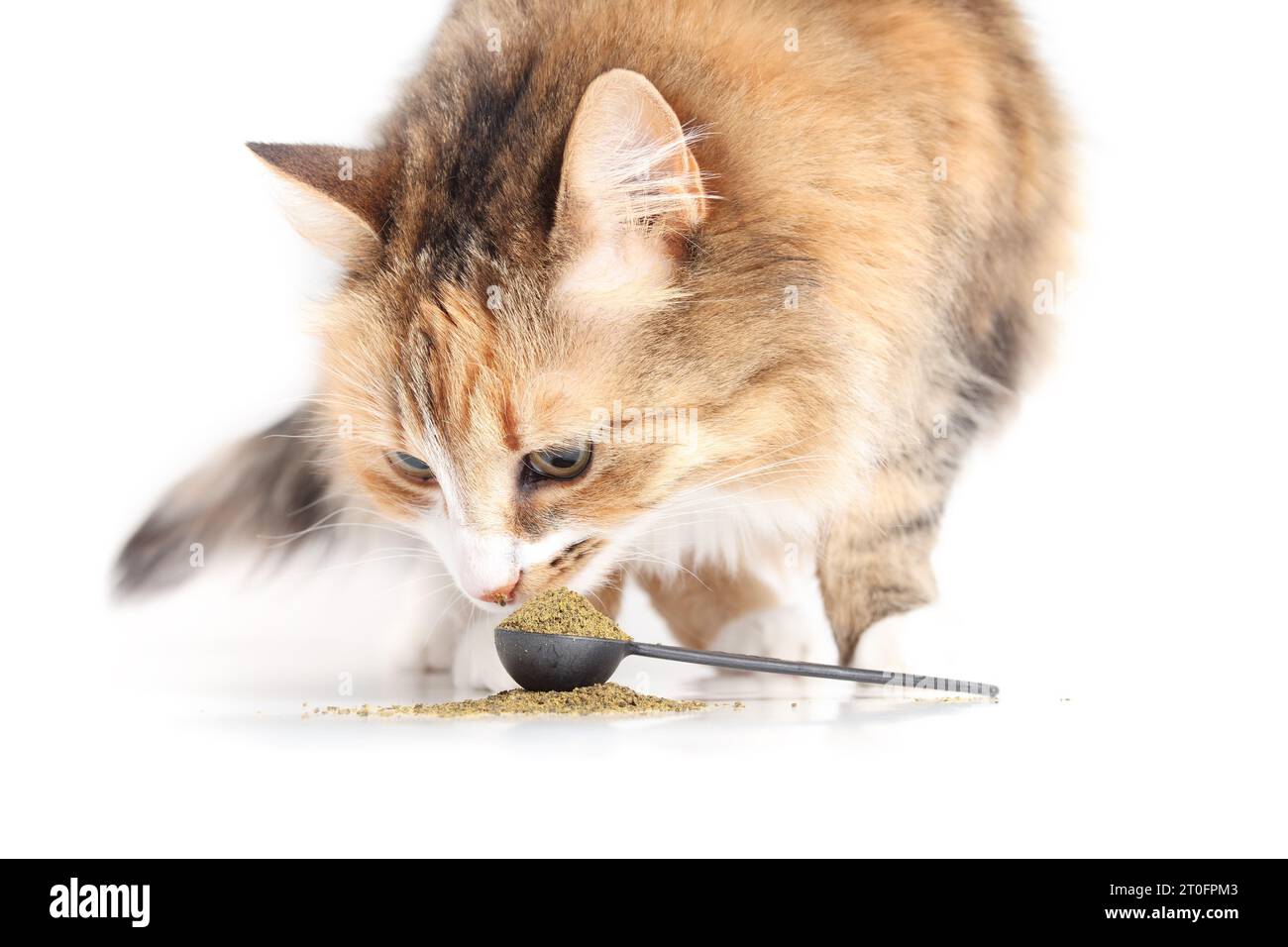 Gatto carino con polvere integratore in cucchiaio. Soffice gattino calico annaffiare su polvere macinata fatta di alghe per problemi del tratto digestivo. Supplementi per gatti Foto Stock