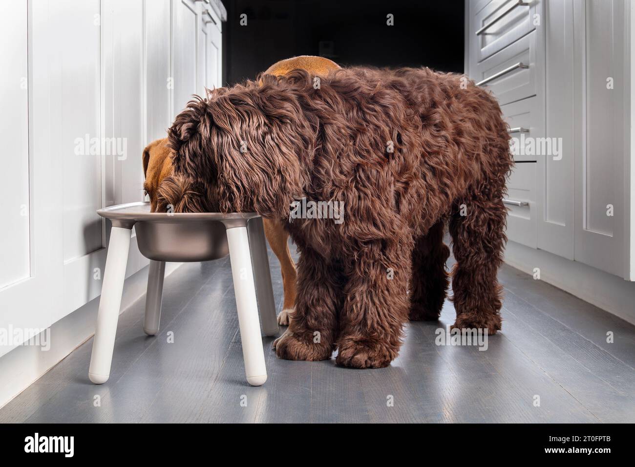 Due cani che mangiano dalla stazione di alimentazione in cucina. Gruppo di cani cuccioli in piedi in una ciotola sopraelevata con la testa nel piatto. Utilizzato per una postura migliore. Donna Foto Stock