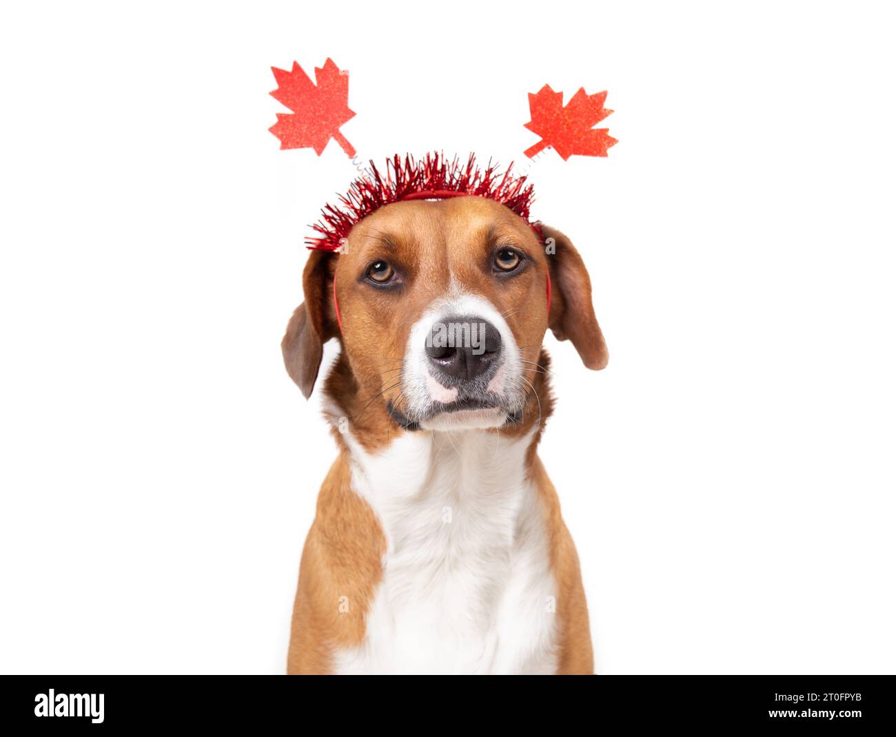 Cane carino che indossa un cappello Canada per celebrare il giorno del Canada il 1° luglio. Vista frontale di un simpatico cucciolo con fascia in foglia di acero. Evento o cele festività canadesi Foto Stock