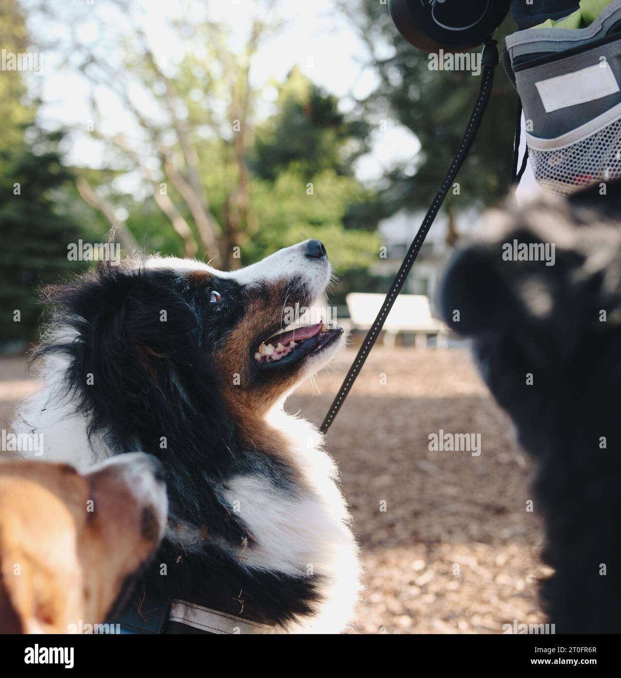 Addestramento all'obbedienza del cane da pastore australiano con addestratore o camminatore per cani nel parco al guinzaglio. Vista laterale del cane soffice che guarda i proprietari di animali domestici mano con me Foto Stock