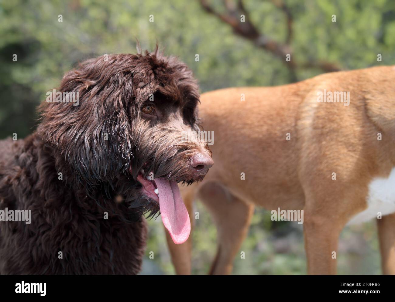 Buon cane Labradoodle con la lingua che fuoriesce durante una passeggiata all'aperto. Cane cucciolo carino e soffice che gode della vista con un amico cane. Brown, 6 mesi f Foto Stock