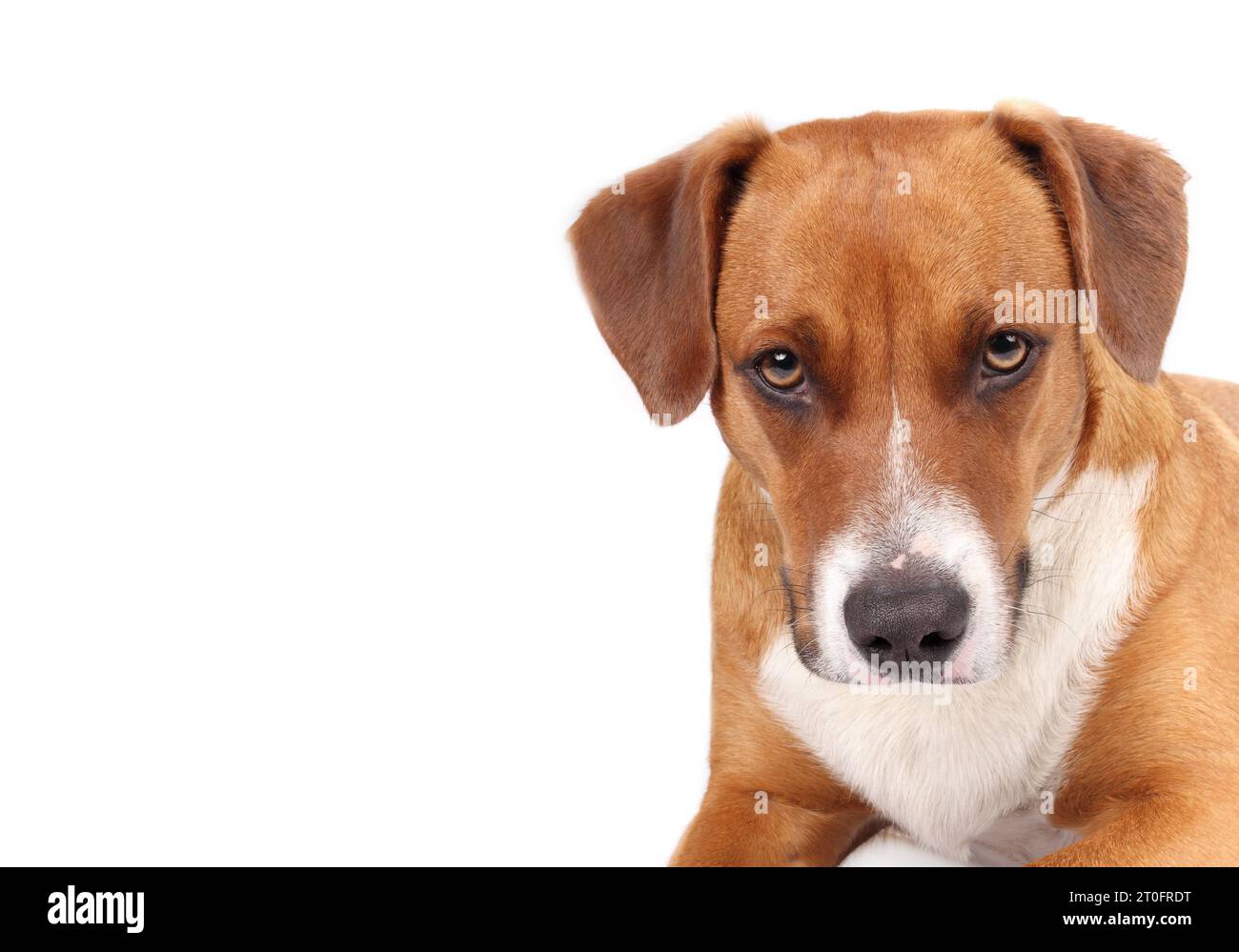 Cane marrone che guarda la fotocamera con un look serio, concentrato o intenso. Colpo di testa isolato di cane cucciolo con orecchie floppy. Harrier m. 1 anno di donna Foto Stock