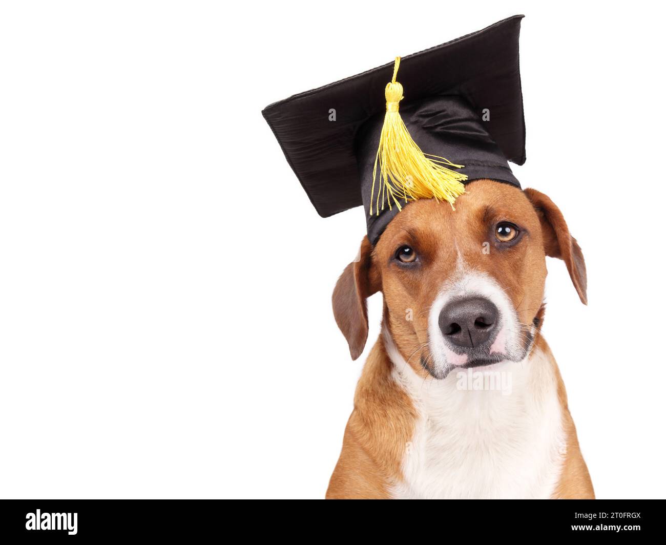 Cane isolato con cappello graduato che guarda la fotocamera. Divertente espressione di cane. Concetto a tema PET per la celebrazione della laurea, la formazione e la certificazione accademica Foto Stock