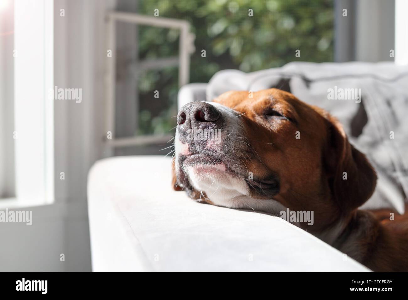 Cane con la testa sul bracciolo della sedia che si gode il sole splende. Cucciolo rilassato che dorme o riposa con la posizione della testa elevata. Harr donna di un anno Foto Stock