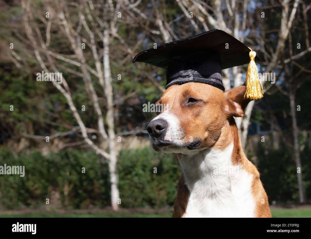 Cane con cappello da laurea seduto nel cortile o nel parco in una giornata di sole. Divertente concetto a tema PET per festeggiare la laurea, corsi di formazione, corsi accademici Foto Stock