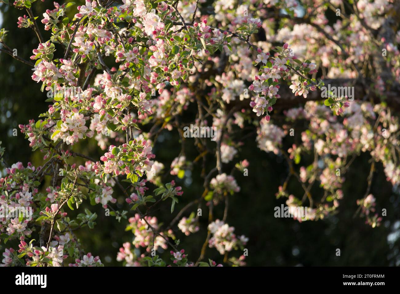 fiori bianchi e rosa di un melo con alberi verdi scuri e cespugli sullo sfondo Foto Stock