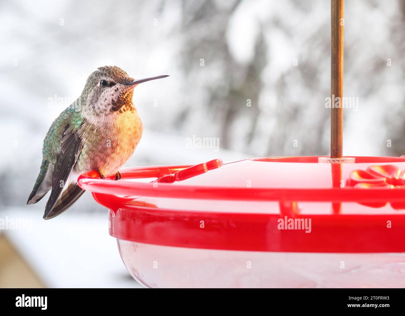 Colibrì su alimentatore in inverno, seduto vicino a una lampada da prua. Primo piano. I riscaldatori sono utilizzati per impedire il congelamento del nettare o dello zucchero. Hummingbird si Foto Stock