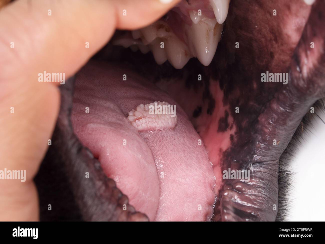 Grande papilloma orale sulla lingua del cane. Verruca orale che cresce per 2-3 mesi su giovane cane. Il cavolfiore come il tumore benigno si diffonde cane per cane. Papillo contagioso Foto Stock