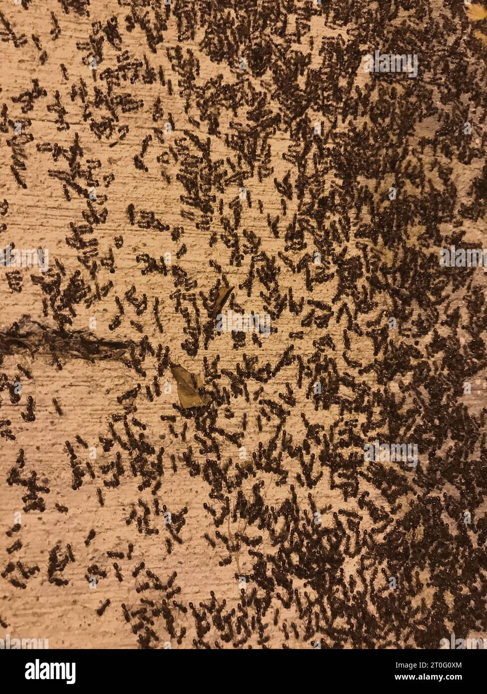 Colonia ANT sulla superficie in calcestruzzo. Foto Stock