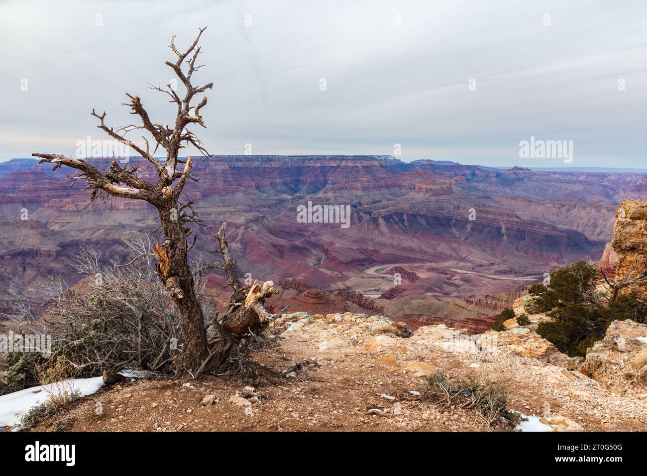 Albero morto in inverno, versante sud del Grand Canyon. Neve a terra. Canyon e cielo nuvoloso sullo sfondo. Foto Stock