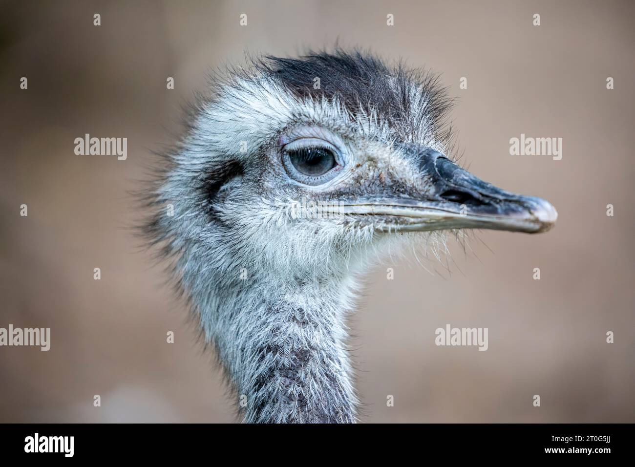 Il Greater rhea è una specie di uccello senza volo originaria del Sud America orientale. È il più grande uccello del Sud America. Foto Stock