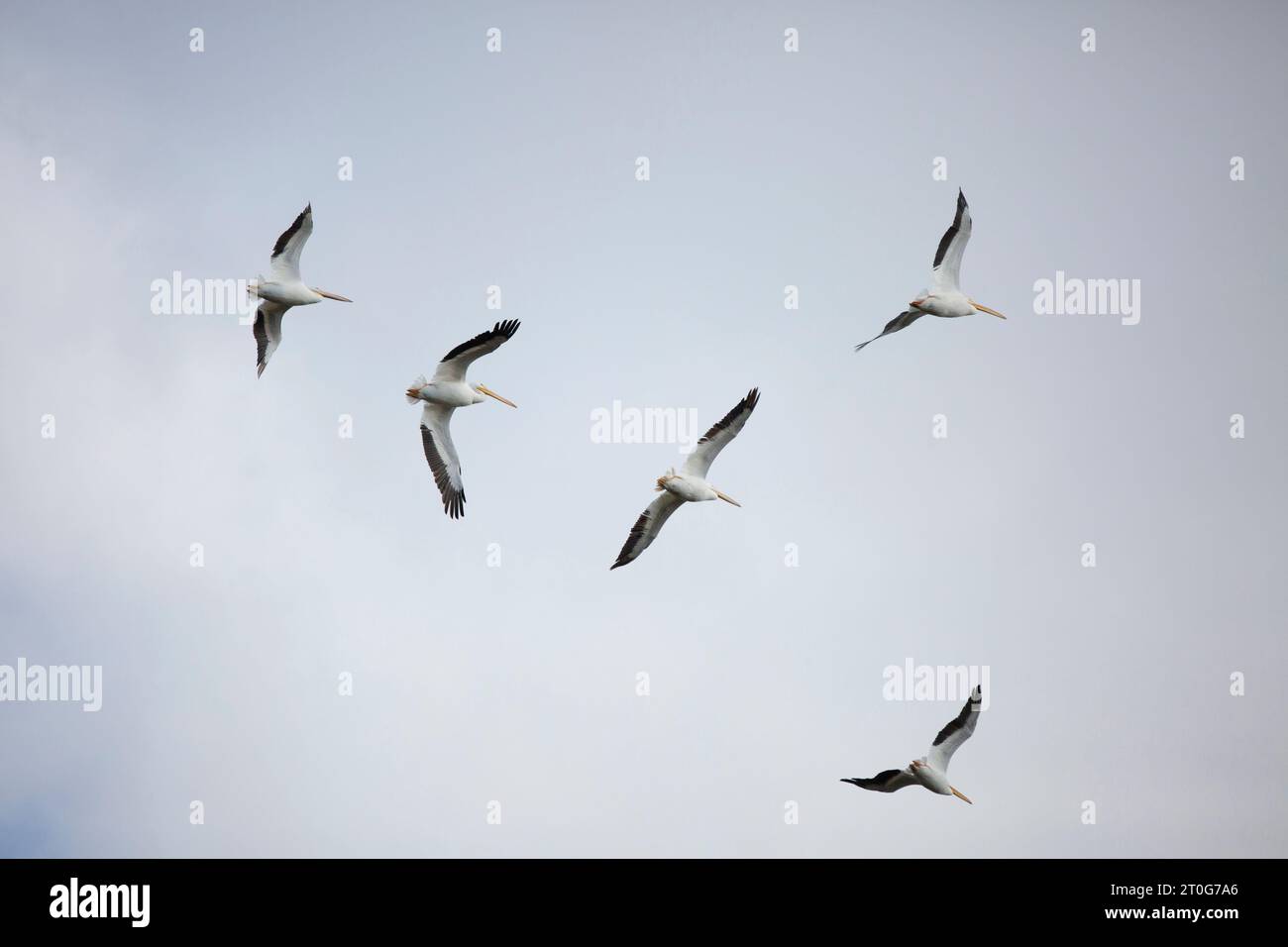 Cinque pellicani bianchi americani (Pelecanus erythrorhynchos) che volano attraverso il cielo Foto Stock