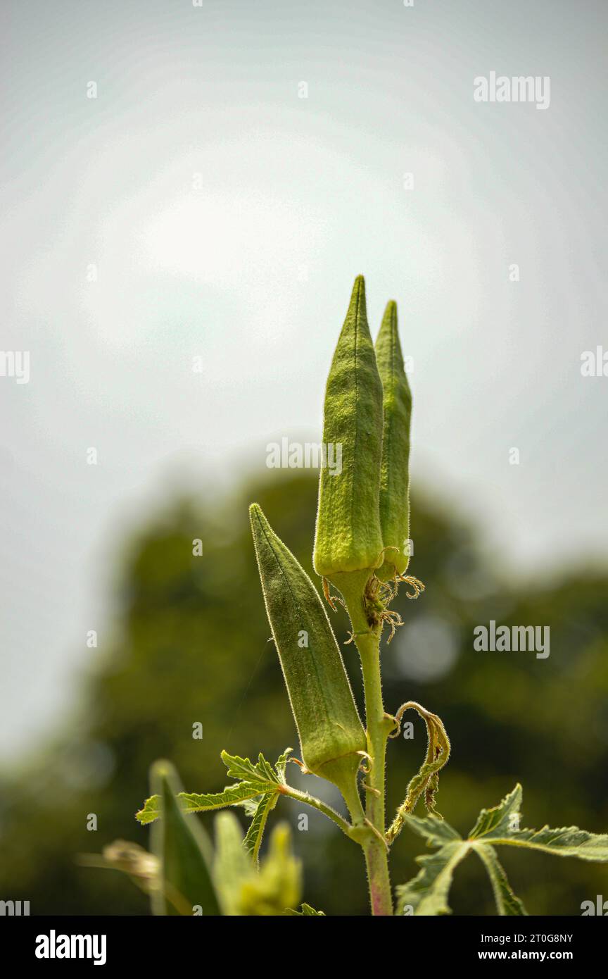 Primo piano di Bhindi freschi, Lady Fingers, verdura verde okra Abelmoschus Esculentus con fiori che crescono nell'azienda su sfondo verde. okra. Foto Stock