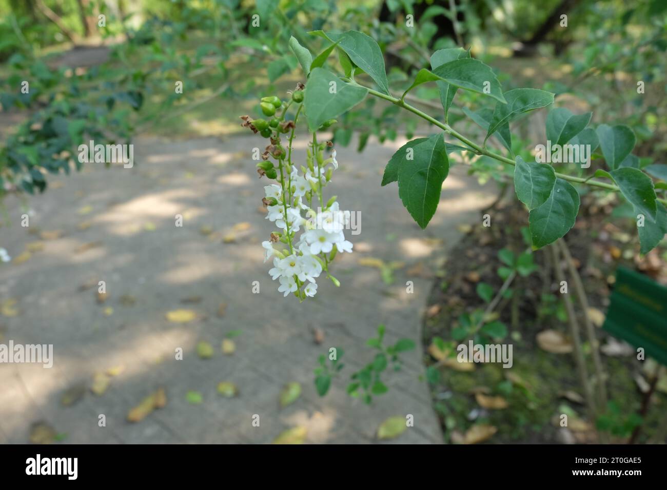 Nome comune: Fiore di mirtillo di piccione dorato Foto Stock