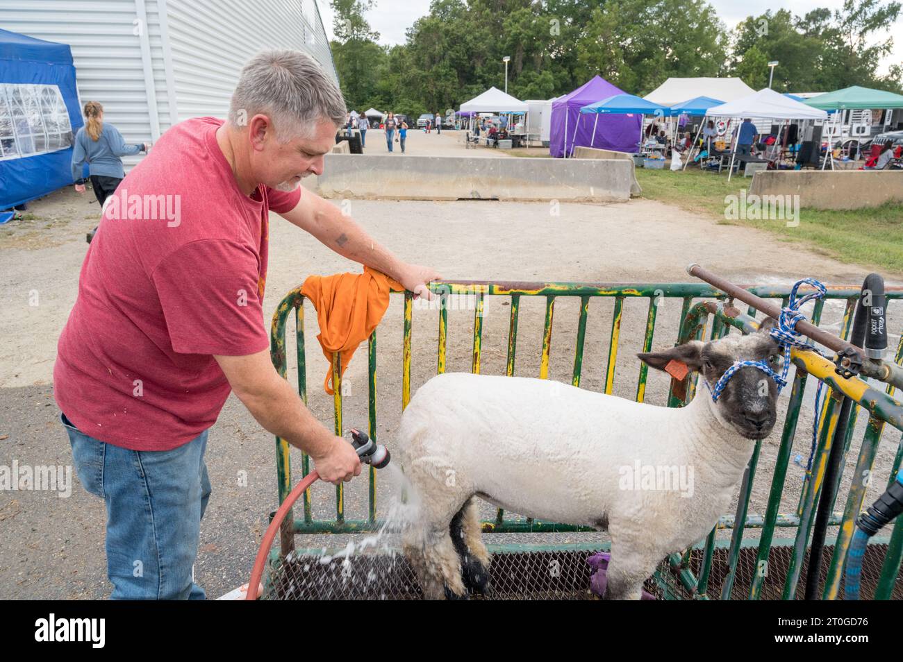 2023 Virginia State Fair, Doswell, Virginia - Un uomo lava le sue pecore nella zona posteriore. Foto Stock
