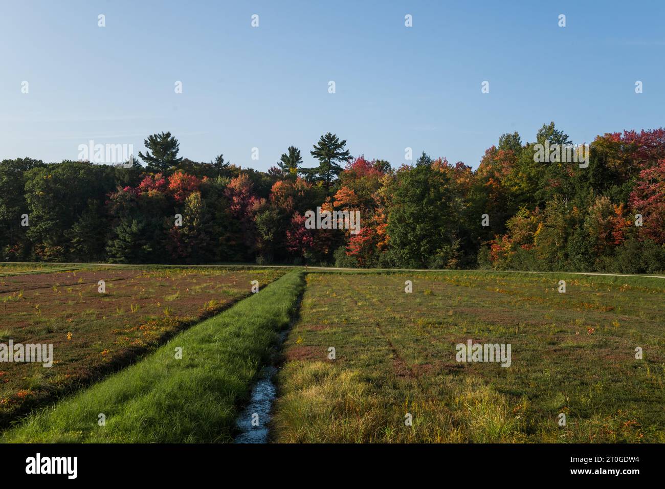 Un campo di mirtilli con un raccolto maturo di bacche rosse in autunno, allagato per la raccolta dei mirtilli rossi. Giornata calda e soleggiata, colori vivaci della natura. Agricoltura Foto Stock