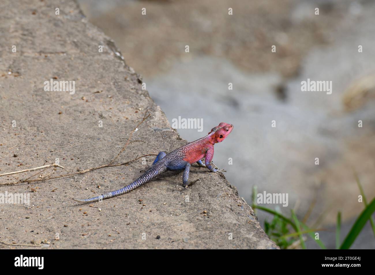 Una roccia a testa piatta agama ferma e che guarda oltre il bordo Foto Stock