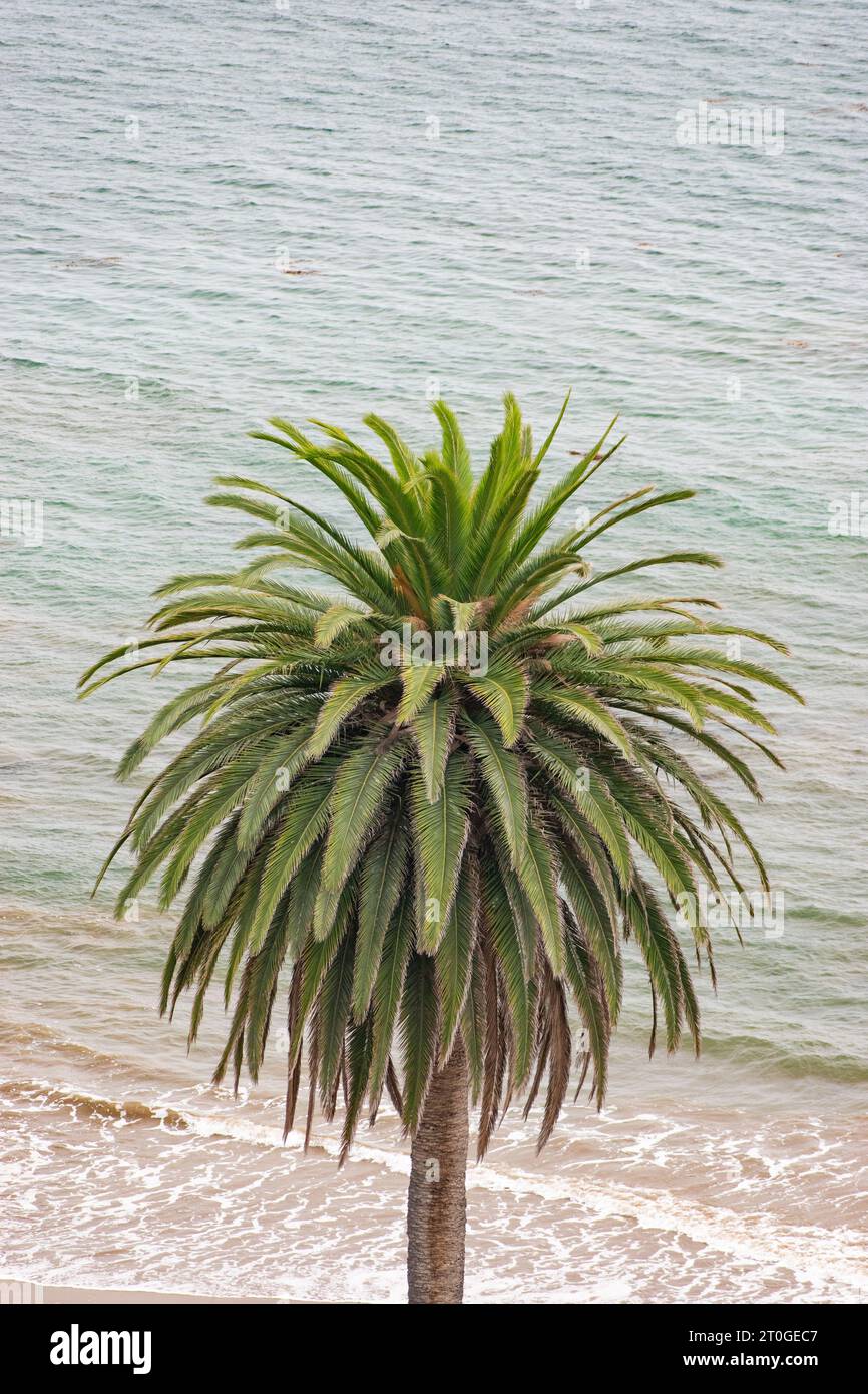 L'albero di palma da dattero delle Canarie, Phoenix canariensis, sulla spiaggia di Abalone Cove, Rancho Palos Verdes, California, con l'oceano dietro di esso Foto Stock