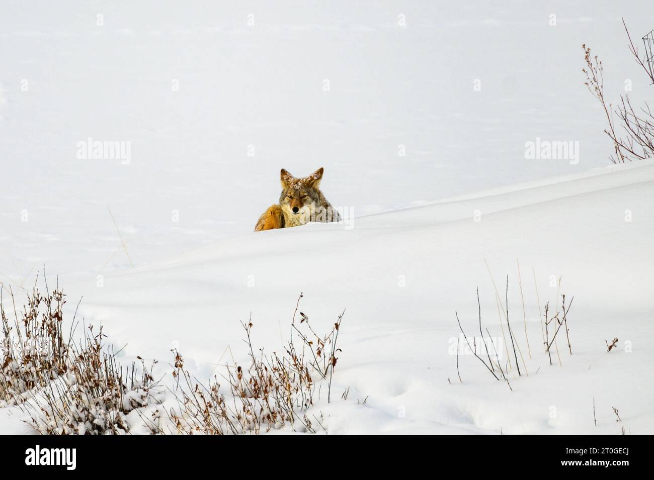 Coyotes nella neve Foto Stock